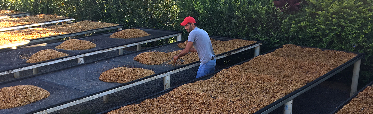 producteur de café du Costa Rica