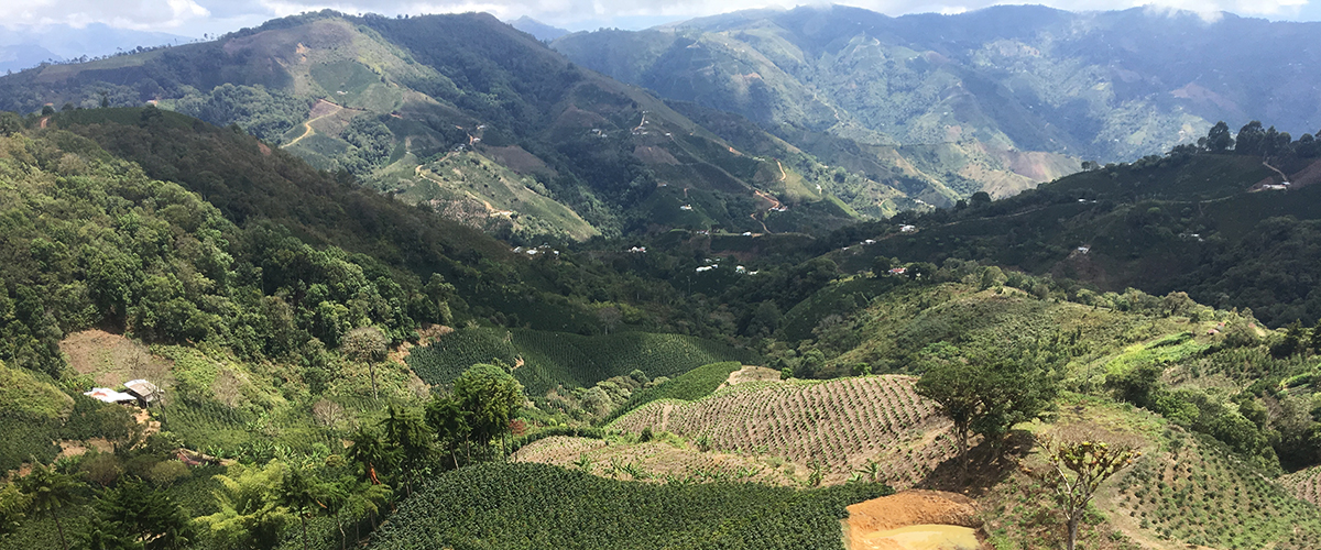 producteur de café de la Colombie